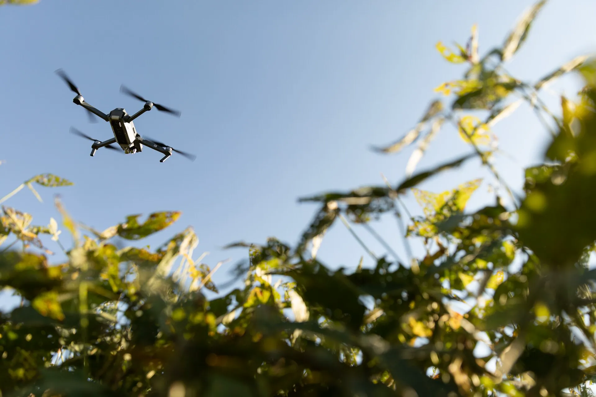 Drone in Agriculture